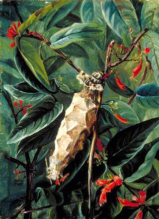 The House-Builder Caterpillar on a Flowering Shrub, Brazil