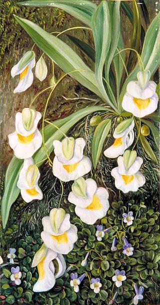 Two Tropical American Flowers