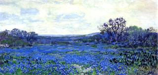 Field of Bluebonnets