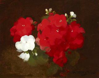 Geraniums