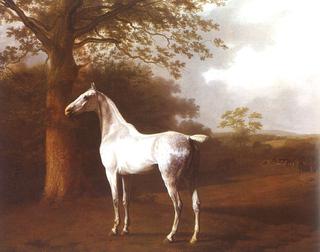 White Horse in Pasture