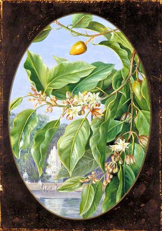 Foliage, Flowers and Fruit of a Tree Sacred to Krishna