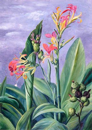 Unidentified Plants