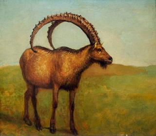 Ibex