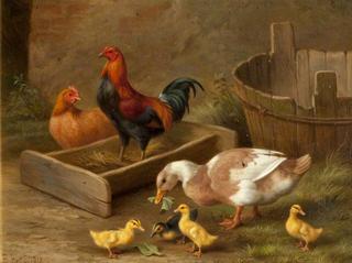 Poultry