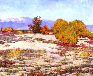 Desert Verbena, Palm Springs