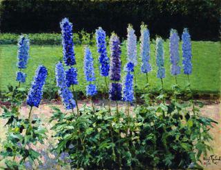 Delphiniums in the Garden