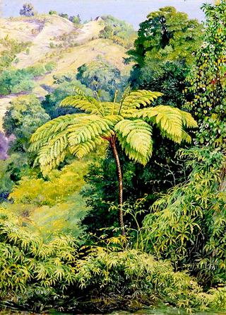 Tree Fern and 'Whish-Whish' in the Punch Bowl Valley, Jamaica