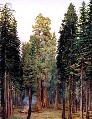 Looking into the Calaveras Grove of Big Trees, California