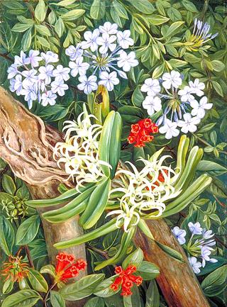 The Blue Plumbago in Contrast, Van Staaden's Kloof