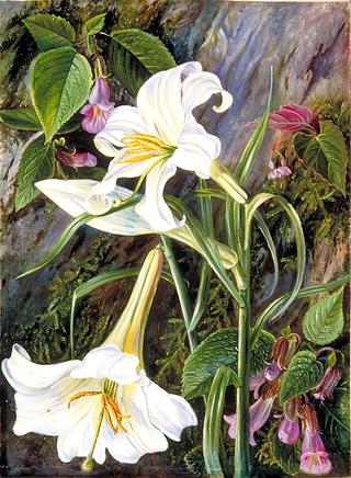 The Great Lily of Nainee Tal, in North India