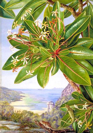 Flowers of a Bush and Pitcher Plant, Mahé