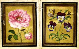Damask Rose and a Purple-and-Blue Wild Pansy