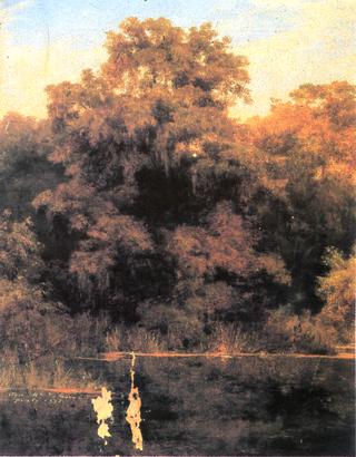 Ahuehuetes de Chapultepec