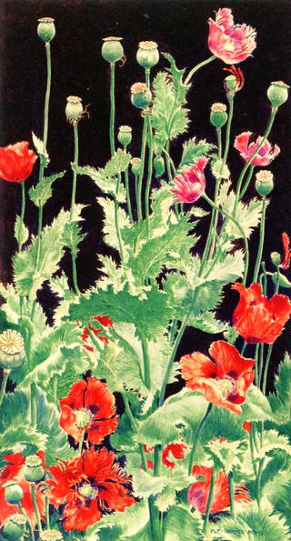 Shirley Poppies
