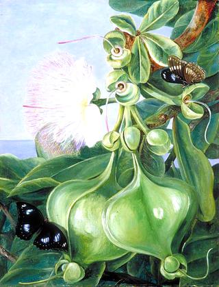 Flowers and Fruit of Barringtonia, Borneo