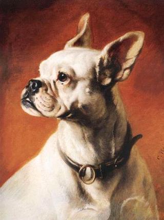 A French bulldog