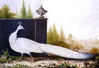 The White Peacock