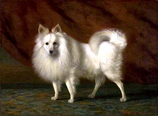 The White Dog