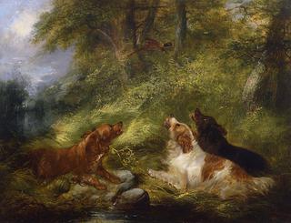 Flushing a Pheasant