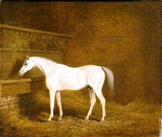 A Grey Racehorse in a Stable