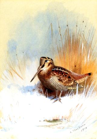 A Woodcock