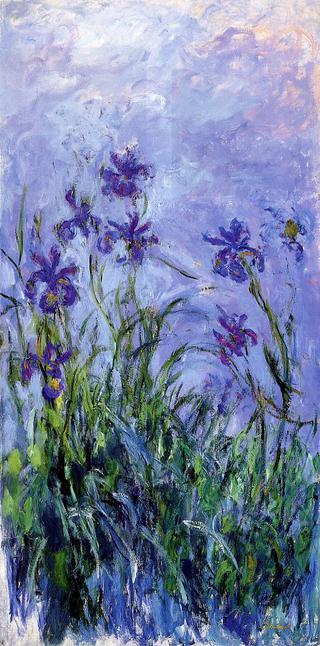 Iris mauves