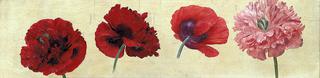 Poppies
