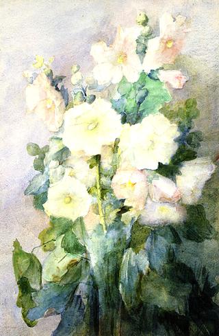 蜀葵