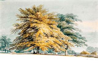 A Beech Copse near Haystacks