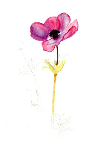 银莲花