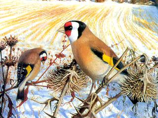 The Goldfinches
