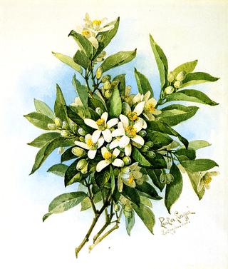 Orange Blossoms