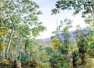 Gum-Trees, Grass-Trees and Wattles in a Queensland Forest