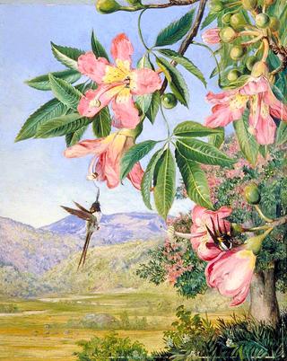 Foliage and Flowers of a Chorisia and Double-Crested Humming Birds, Brazil