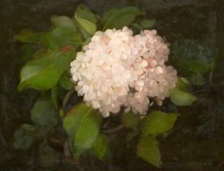 Hydrangeas
