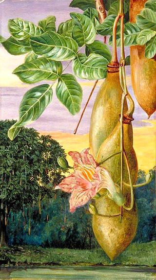 Foliage, Flowers and Fruit of an African Tree, Painted in India
