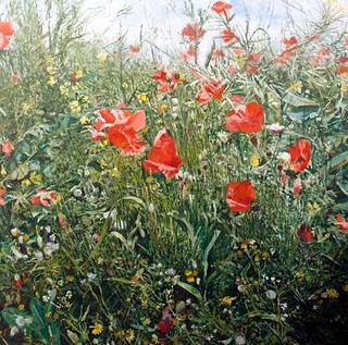 Poppies