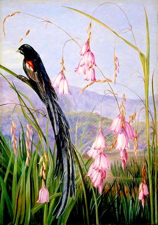 Pendulous Sparaxis and Long-Tailed Finch in Van Staaden's Kloof