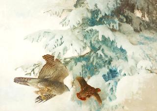 Goshawk Hunting