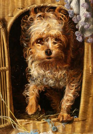 Darby in his Basket Kennel