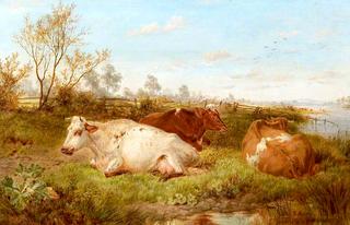 Study of Cattle