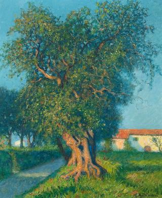 Vieux oliviers, la Colle sur Loup