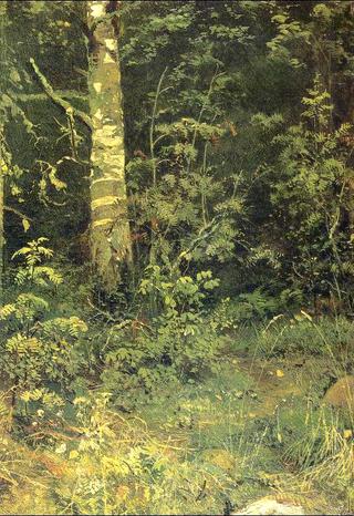 Birch and pocks (etude)