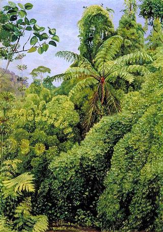 Tree Ferns and Climbing Bamboos in Gongo Forest, Brazil