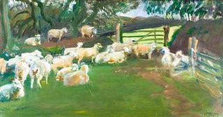 Exmoor Sheep