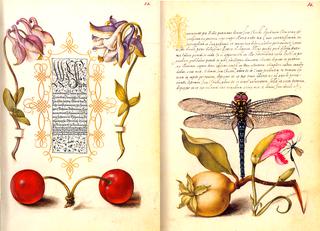 Mira Calligraphiae monumenta