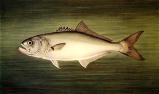 Blue Fish