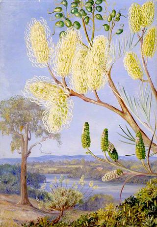 Branch of a Grevillea and a View on the Swan River, West Australia