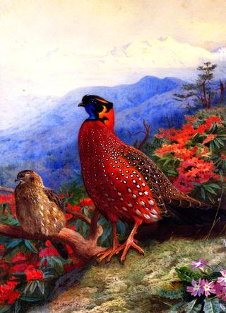 A Pair of Satyr Tragopans